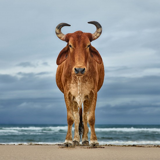 DANIEL NAUDÉ, Xhosa bull on the shore. Kiwane, Eastern Cape, South Africa, 12 April 2018