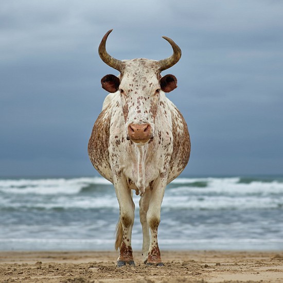 DANIEL NAUDÉ, Xhosa Nguni cow on the shore. Kiwane, Eastern Cape, South Africa, 5 April 2018