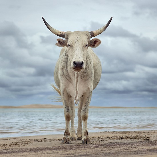 DANIEL NAUDÉ, Xhosa cow on the shore. Kei River Mouth, Eastern Cape, South Africa, 9 December 2019
C-Print, Lightjet on Kodak professional Endura Premier, Diasec diabonded