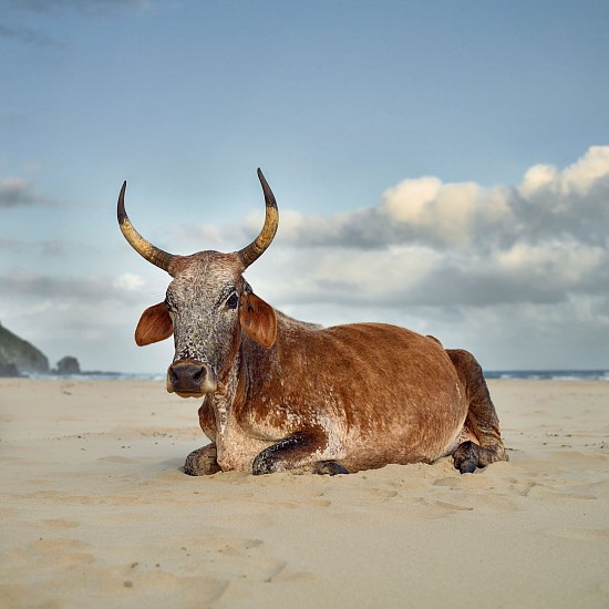 DANIEL NAUDÉ, Xhosa Nguni cow sitting on the shore. Mpande, Eastern Cape, South Africa, 10 January 2019
C-Print, Lightjet on Kodak professional Endura Premier, Diasec diabonded