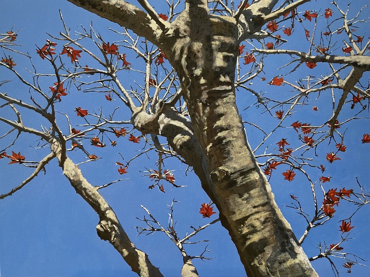 DENBY MEYER, Coral Tree Blossoms I
Acrylic on canvas