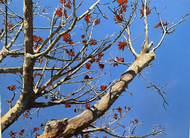 DENBY MEYER, Coral Tree Blossoms II
Acrylic on canvas