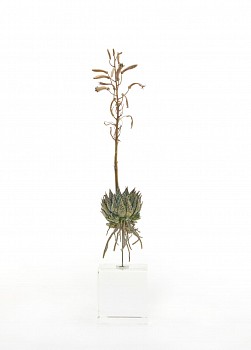 nic bladen aloe mariantha i white