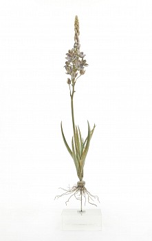 nic bladen chinchincheree i white