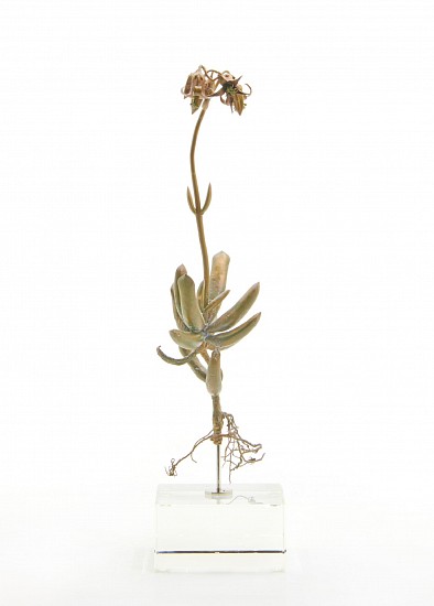 NIC BLADEN, Coteledon orbiculata i<br />
Bronze