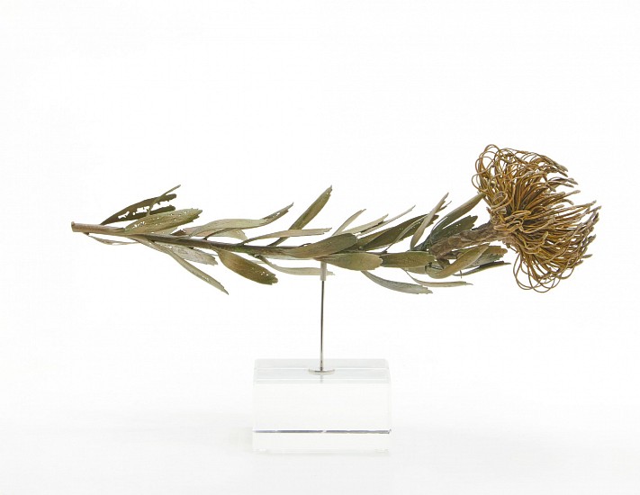 NIC BLADEN, Leucospermum lineare x glabrum<br />
Bronze