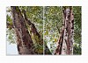 denby meyer indian shade diptych acrylic on canvas 80 x 120cm michael hall Copy
