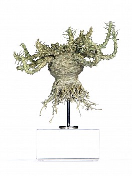 euphorbia gorgonis melkbol slanggif