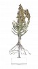 aloidendron dichotomum i
