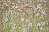 Arabella Caccia, Veld Flowers, Embroidery and applique on hand painted silk, 108 x 103 cm LR (c) Matt Slater (detail 2)