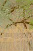 Arabella Caccia, Trees, Embroidery and applique on hand painted silk, 35 x 35 cm LR (c) Matt Slater (detail 2)