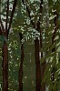 Arabella Caccia, Spice II, Sri Lanka, Embroidery and applique on hand painted silk, 99 x 44 cm LR (c) Matt Slater (detail 2)