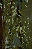 Arabella Caccia, Spice II, Sri Lanka, Embroidery and applique on hand painted silk, 99 x 44 cm LR (c) Matt Slater (detail 1)
