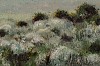 Arabella Caccia, Renosterveld, oil on board, 25 x 60 cm LR (c) Matt Slater (detail 1)