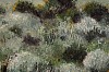 Arabella Caccia, Renosterveld, oil on board, 25 x 60 cm LR (c) Matt Slater (detail 2)