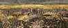 arabella caccia namaqualand flowers oil on board 25 x 60 cm hr c matt slater 1 cropped