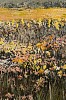 Arabella Caccia, Namaqualand Flowers, oil on board, 25 x 60 cm LR (c) Matt Slater (detail 2)