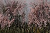 Arabella Caccia, Keurboom Woodland, oil on board, 20 x 50 cm LR (c) Matt Slater (detail 1)