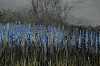 Arabella Caccia, Blue Scepters II, oil on board, 20 x 50 cm LR (c) Matt Slater (detail 1)