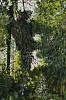 Arabella Caccia, Spice Garden II, mixed media on paper, 54 x 38 cm LR (c) Matt Slater (detail 1)