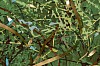 Arabella Caccia, Window to the Forest II, Embroidery and applique on hand painted silk, 54 cm diameter LR (c) Matt Slater (detail 2)