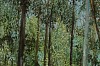 Arabella Caccia, Window to the Wood I, mixed media on paper, 54 x 76 cm LR (c) Matt Slater (detail 1)