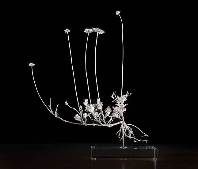 NIC BLADEN, SCABIOSA INCISA
925 SILVER