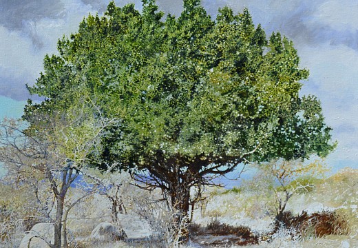 2. SPINY MONKEY ORANGE I, Eastern Cape, Oil on Belgian linen, 100 x 120cm