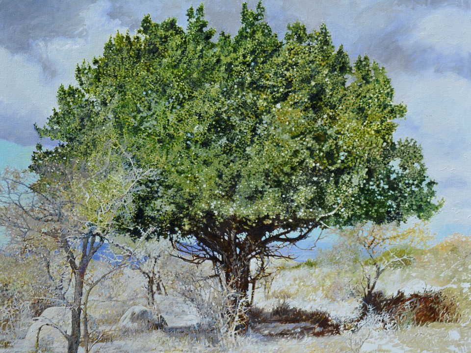 2. SPINY MONKEY ORANGE I, Eastern Cape, Oil on Belgian linen, 100 x 120cm