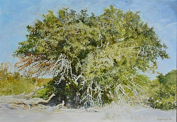 SPINY MONKEY ORANGE II, Strychnos spinosa, Kruger National Park. Oil on Belgian Linen, 70 x 100cm