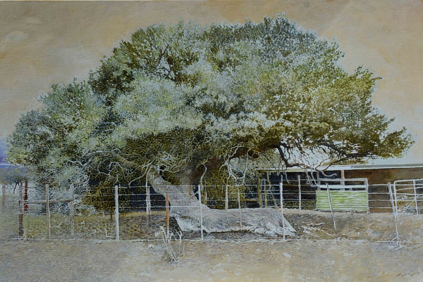 LEIGH VOIGT, Bedford Boscia, Karoo Shepherd's Tree, Boscia oleoides
oil on Belgian Linen
