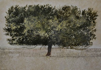 BLACK WATTLE, Acacia mearnsii, Ermelo. Oil on Belgian Linen, 70 x 100cm