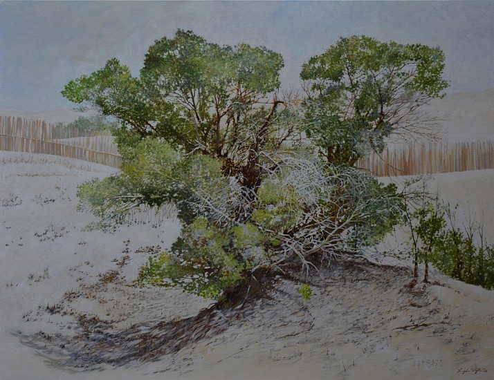LEIGH VOIGT, Desert Poplar, Populus euphratica, Taklamakan Desert, China
oil on Belgian Linen