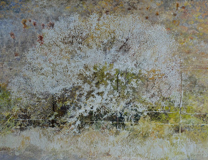 LEIGH VOIGT, Karoo Thorn Bush or Sweet Thorn, Vachellia (Acacia) karroo
oil on Belgian Linen