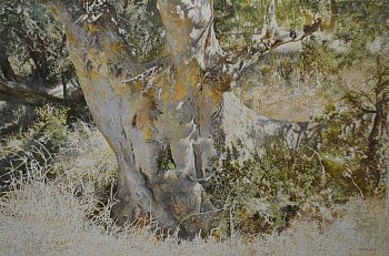 SYCAMORE FIG, Ficus sycamorus, Kruger National Park. Oil on Belgian Linen, 100 x 150cm
