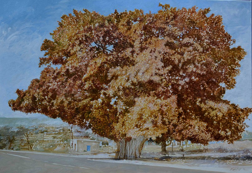 LEIGH VOIGT, Thomas' Tree, Red-leaved Fig, Ficus ingens
oil on Belgian Linen
