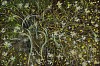 Arabella Caccia, Wild Chamomile, oil on board, 20 x 30 cm HR (c) Matt Slater (1) FRAME CROPPED