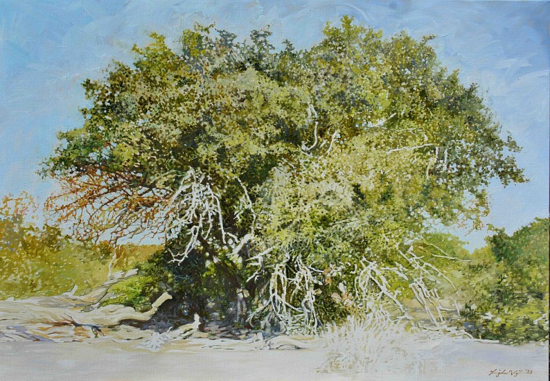 LEIGH VOIGT, Spiny Monkey Orange II, Strychnos spinosa, Kruger National Park
oil on Belgian Linen