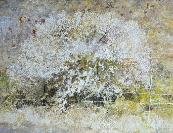 6. KAROO THORN BUSH or SWEET THORN, Vachellia (Acacia) Karroo. Oil on Belgian Linen, 100 x 130cm lighter