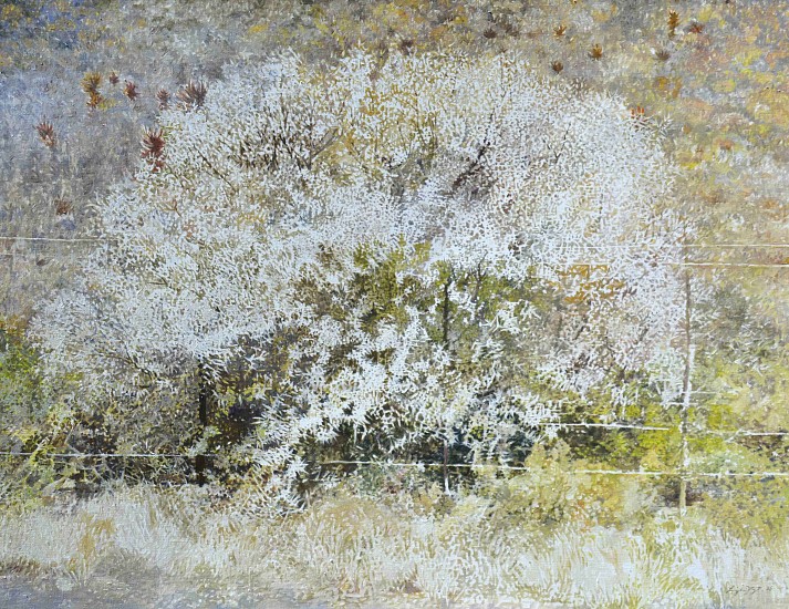 LEIGH VOIGT, Karoo Thorn Bush or Sweet Thorn, Vachellia (Acacia) karroo
oil on Belgian Linen
