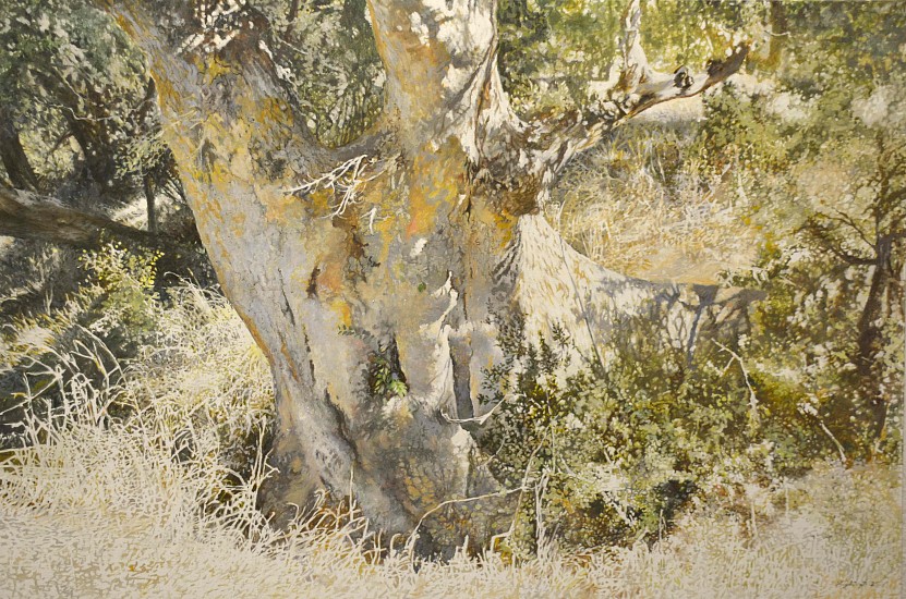 LEIGH VOIGT, Sycamore Fig, Ficus sycomorus, Kruger National Park
oil on Belgian Linen