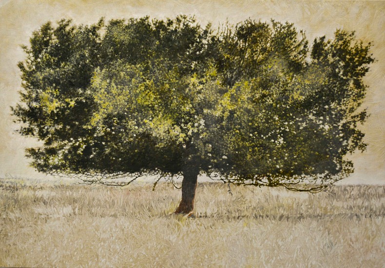 LEIGH VOIGT, Black Wattle, Acacia mearnsii, Ermelo
oil on Belgian Linen