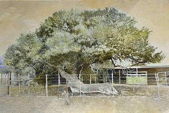 5. BEDFORD BOSCIA, Boscia oleoides, Karoo Shepherd's Tree. Oil on Belgian Linen, 100 x 150cm edit