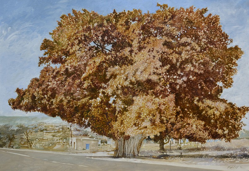 LEIGH VOIGT, Thomas' Tree, Red-leaved Fig, Ficus ingens
oil on Belgian Linen