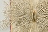 Ovid's Metamorphosis II detail 1