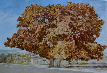 THOMAS' TREE, Red leaved Fig, Ficus ingens. Oil on Belgian Linen. Oil on Belgian linen, 90 x 130cm.