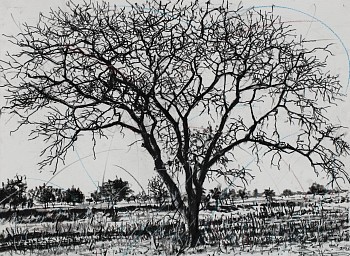 HR Ku rhula a Ku ve ka n'wina (peace be unto you) 1, charcoal on paper, 56 x 76 cm