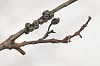 Gerhard Marx, Espalier (Plot), ed of 6, bronze, 45 x 40 cm (5)