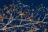 Gerhard Marx, Hedge, 125 x 150 cm (4)